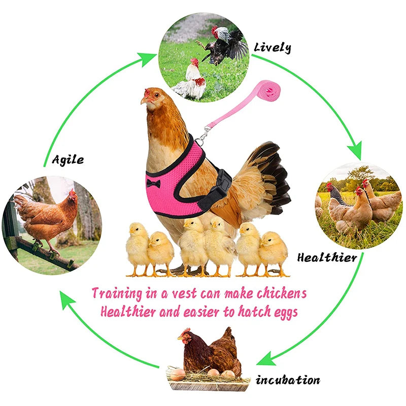 chicken-walking-harness-backyard-poultry