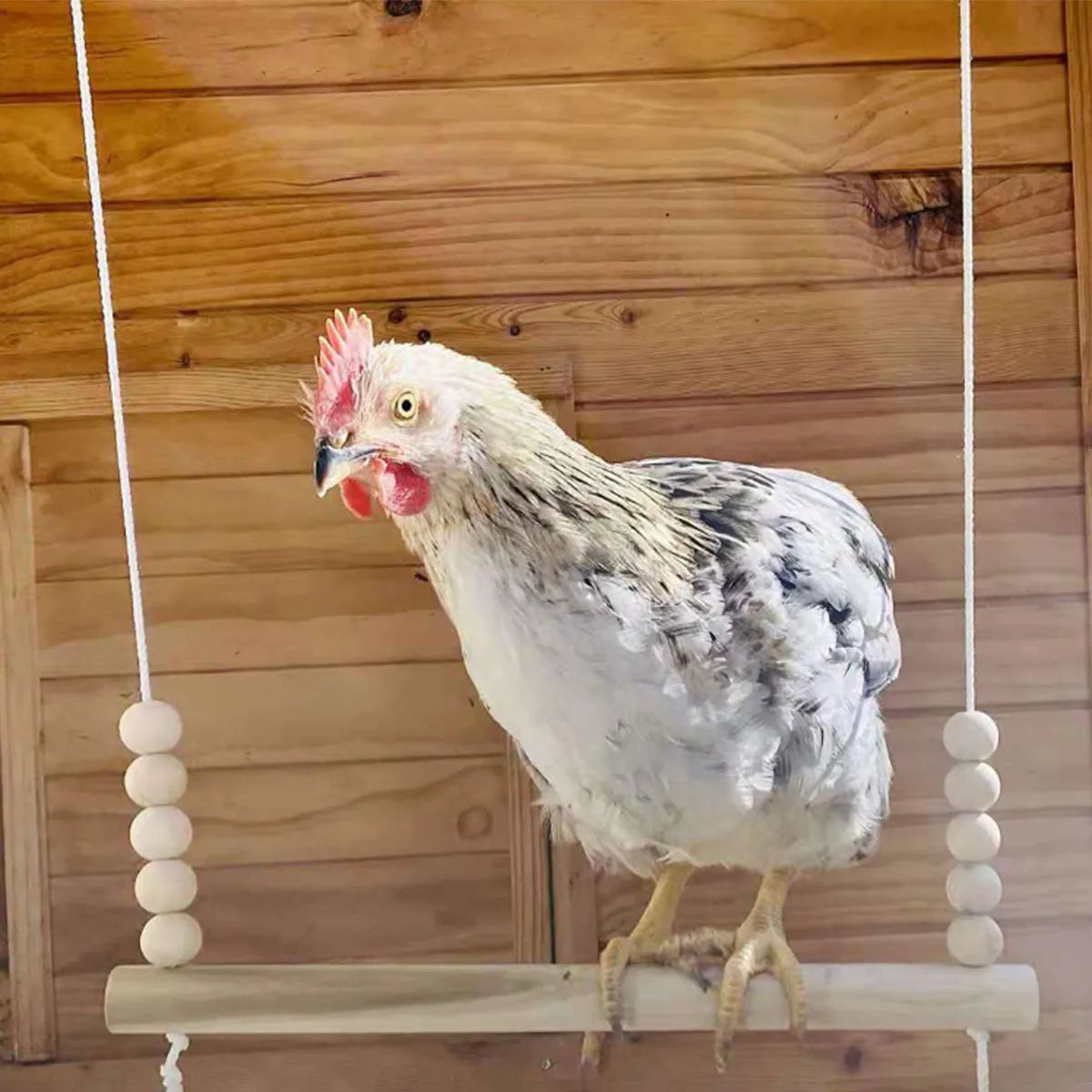 Chicken standing on a wooden swing against a wooden wall.