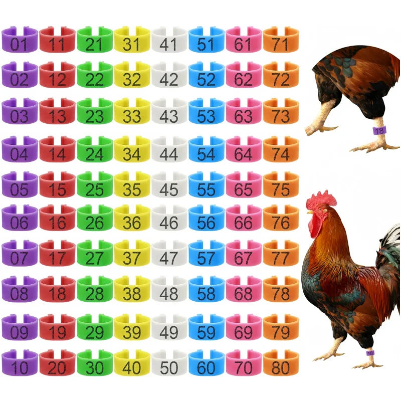 chicken-leg-bands-100-pack-assorted-colors