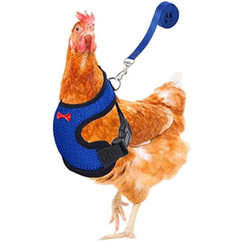 chicken-walking-harness-backyard-poultry