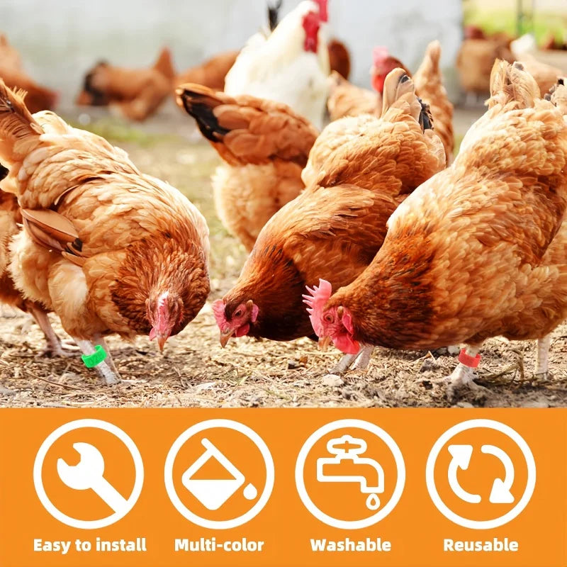 chicken-leg-bands-100-pack-assorted-colors