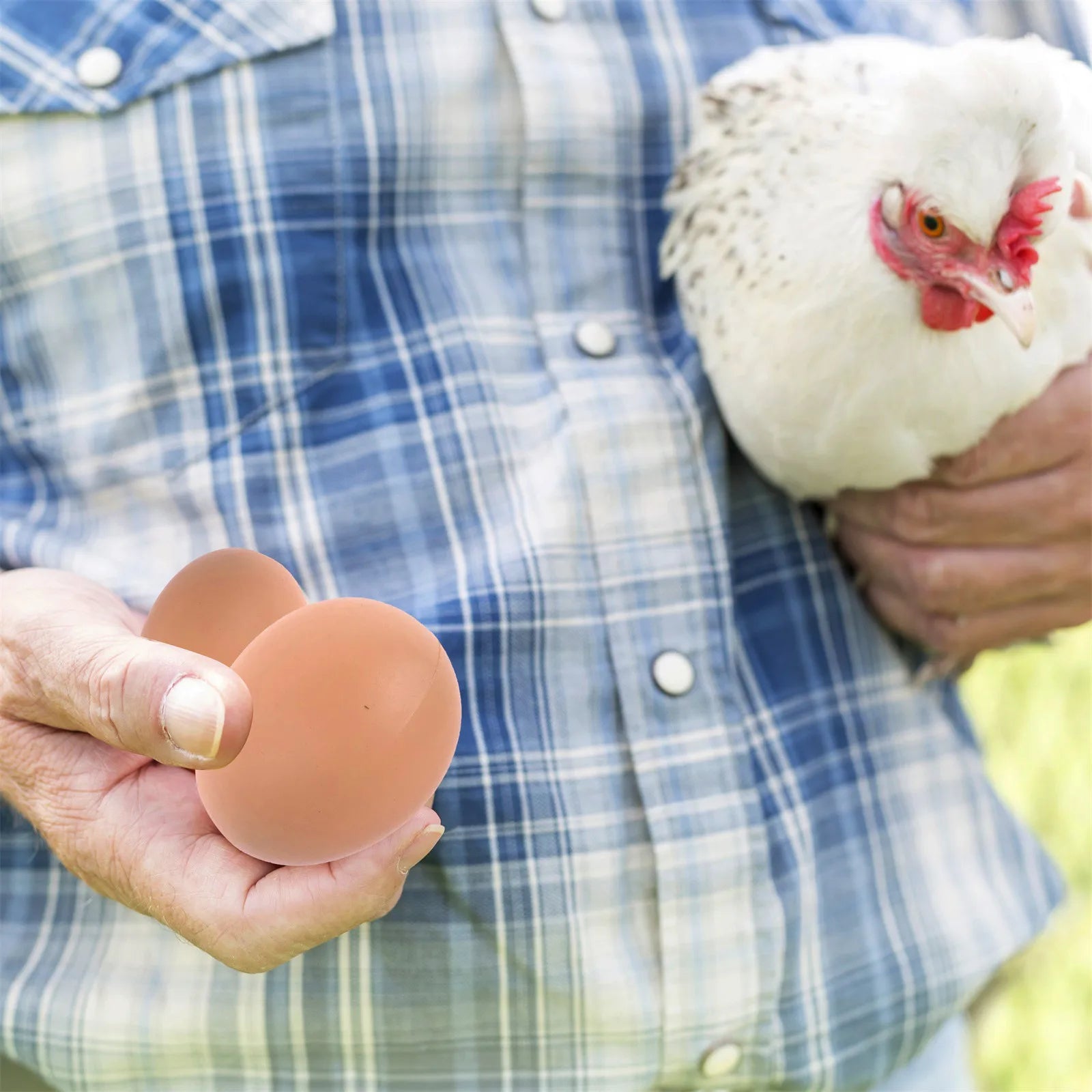 fake-chicken-eggs-training-nesting-boxes-6-pack