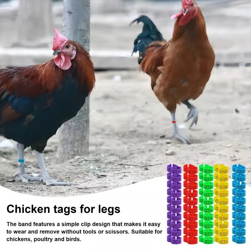 chicken-leg-bands-100-pack-assorted-colors