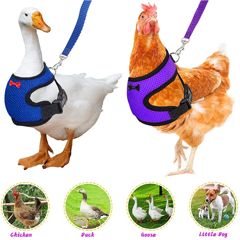 chicken-walking-harness-backyard-poultry
