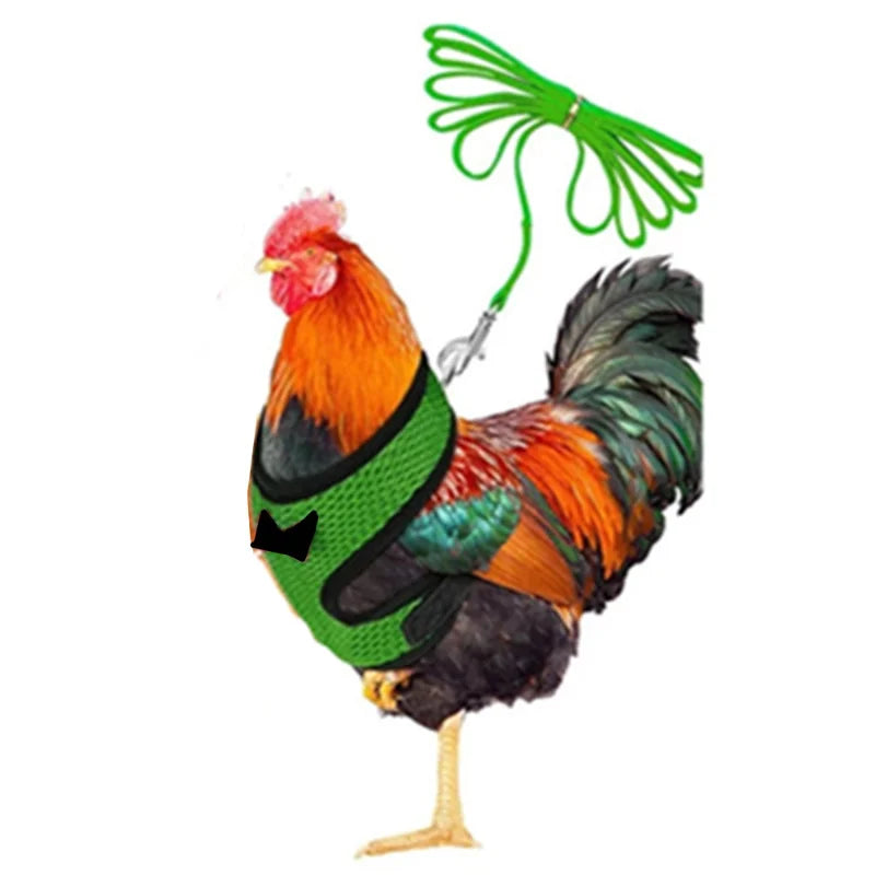 chicken-walking-harness-backyard-poultry