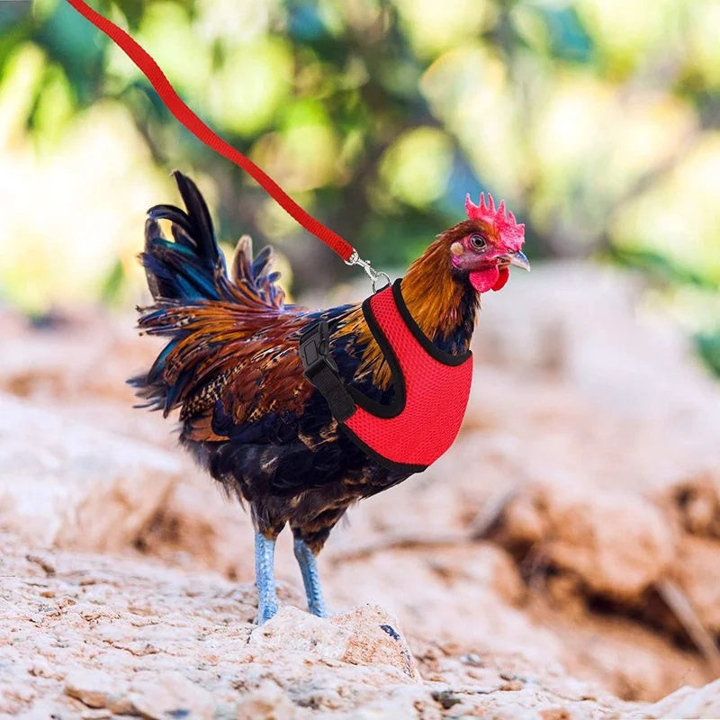 chicken-walking-harness-backyard-poultry