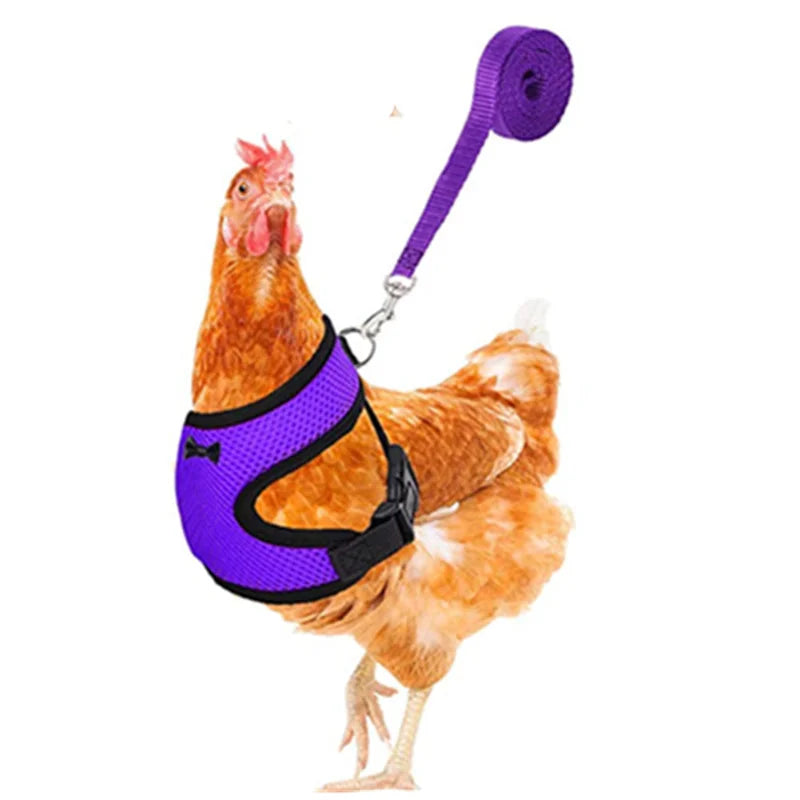 chicken-walking-harness-backyard-poultry