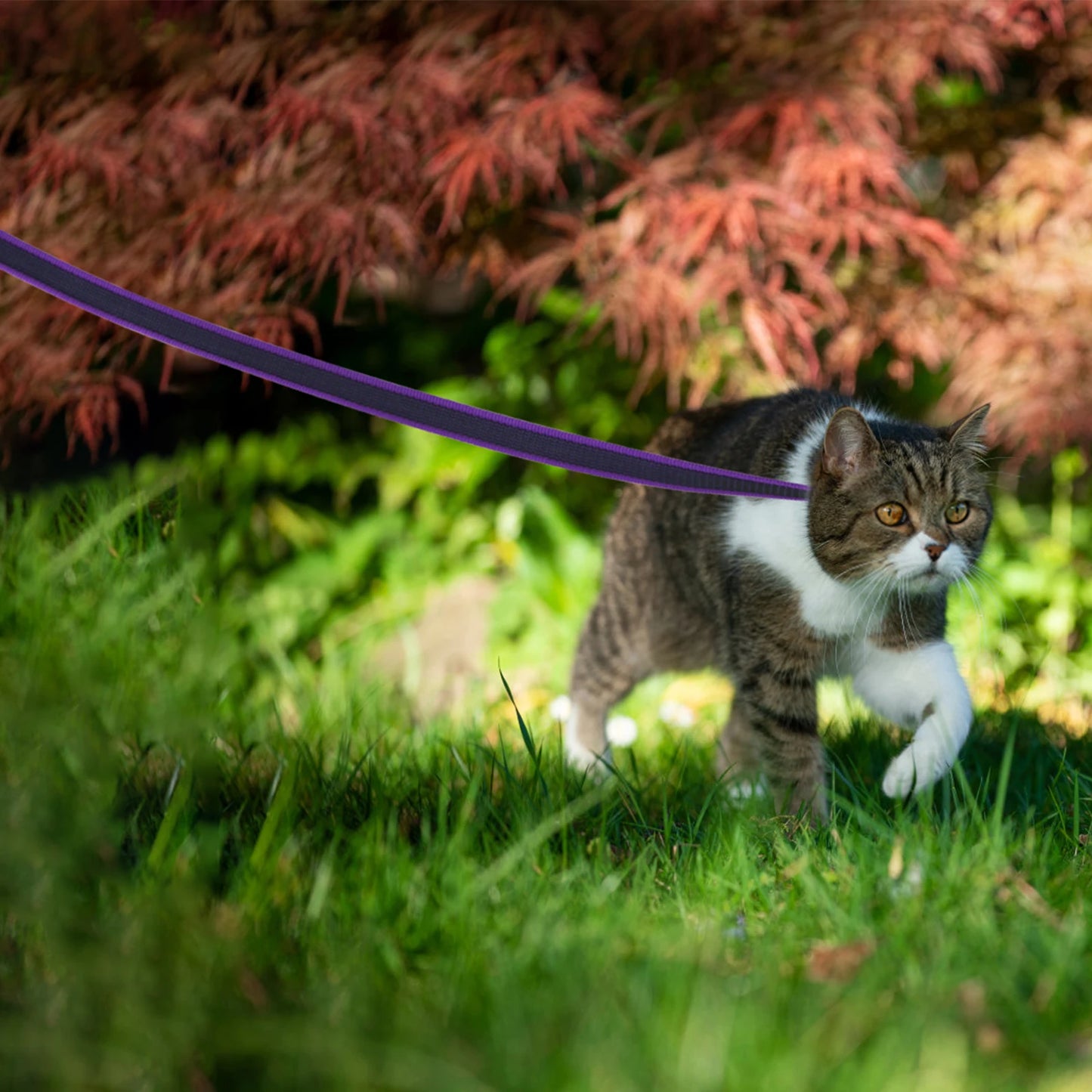 1.5M/2M/5M/3M/15M Training Dog Leash