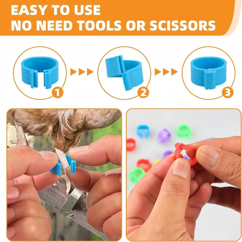 chicken-leg-bands-100-pack-assorted-colors