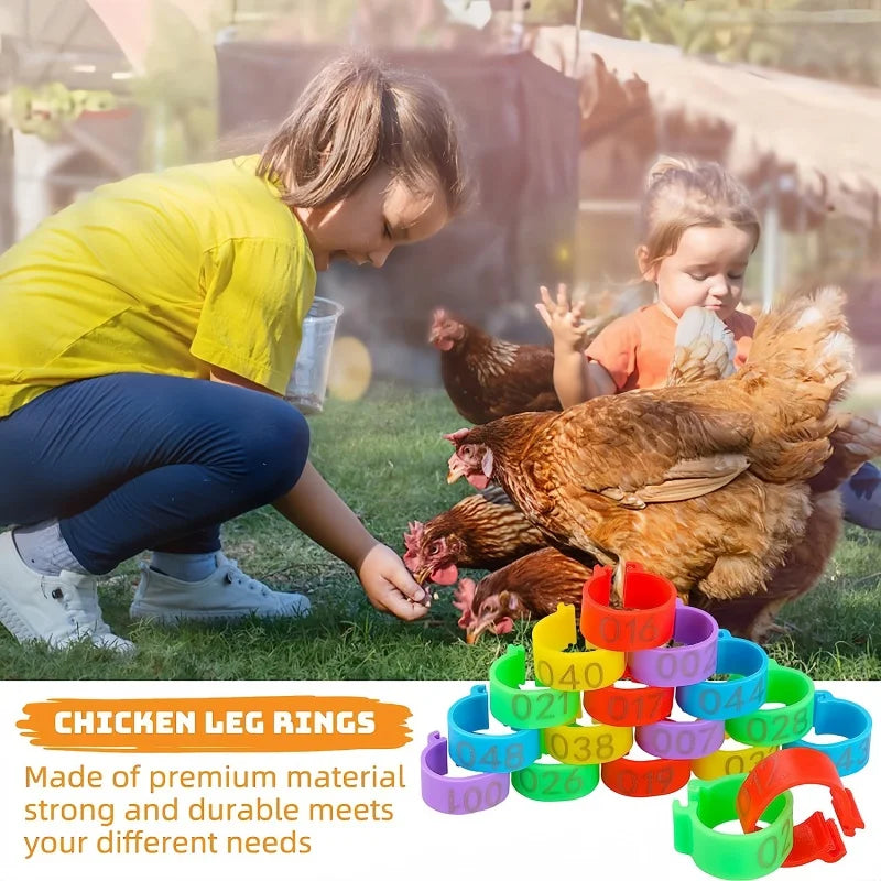 chicken-leg-bands-100-pack-assorted-colors